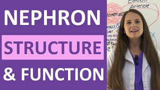 Nephron Structure and Function Physiology  Filtration Reabsorption Secretion NCLEX Review [upl. by Anilyx]