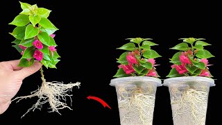 Just use rice water Bougainvillea will root like crazy [upl. by Connie88]