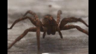 I FOUND A WOLF SPIDER  Enclosure Set Up  Attempted Feeding [upl. by Swigart]