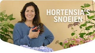 Hortensias snoeien De beste snoeitips op een rij  Mijn Border  Pokon [upl. by Dry953]