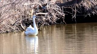 Lone Juvenile Trumpeter Swan [upl. by Dinan]