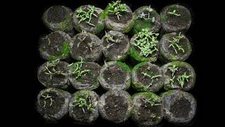 Papaver Somniferum Poppy Time Lapse  Germination Testing [upl. by Adnovoj]