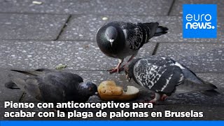 Bruselas usa semillas anticonceptivas para regular la población de palomas [upl. by Ntsud]