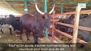 LES VACHES DU SIAGRI 2018 [upl. by Mieka]