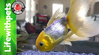 Euthanizing Our Goldfish Belfins Story [upl. by Sophey125]