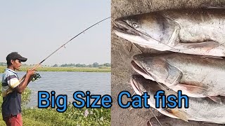 Wallago Attu Catfish Catching  Fishing Video fishingcatfish [upl. by Llehsem]