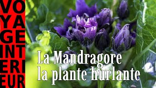 La Mandragore  La plante hurlante [upl. by Itsyrc474]