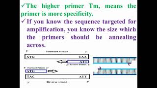 PCR Primers Functions in PCR Reaction [upl. by Leonard]