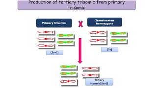 Trisomics in crop improvement [upl. by Niuqauj]