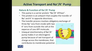 Active Transport and Na K Pump  Physiology Theory  ZOO519TTopic011 [upl. by Ettesil]