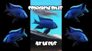 Malawi Cichlids Copadichromis Azureus von Julian [upl. by Iroc]