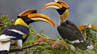 Beautiful Wild Bird – Great Hornbill [upl. by Shalom311]