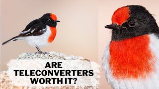 Are Teleconverters worth it Is cropping better BIRD PHOTOGRAPHY Equipment [upl. by Bloch]