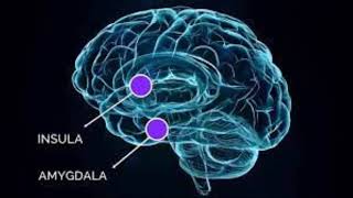 Amygdala Healing amp Fear Removal  Morphic Field [upl. by Nahgiem]