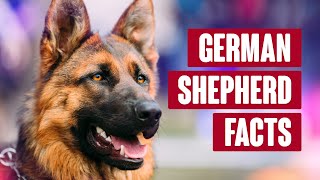 German Shepherd Everything You Need to Know [upl. by Romine]