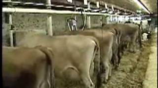 Milking Dairy Cows TieStall Barn Video [upl. by Adlemi355]