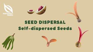 Seed Dispersal Selfdispersed Seeds [upl. by Salli]