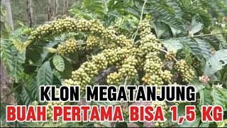 review klon unggulan kopi mega tanjung buah pertama bisa 15 kg biji kopi kering [upl. by Enneira]