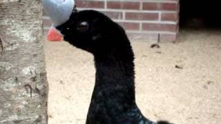 Helmeted curassow [upl. by Ariem]