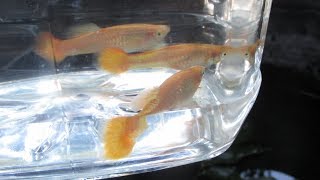 Is It Better to Remove Guppy Fry or Mother Guppies after Giving Birth [upl. by Nalrah]