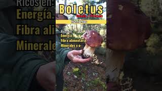 BOLETUS EDULIS  PINICULA [upl. by Udall]