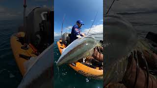 Epic Kayak Fishing Hooking Giant Roosterfish in Costa Rica [upl. by Terese]