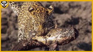 INACREDITÁVEL   CONHEÇAM UM LEOPARDO PESCADOR  ANIMAIS SELVAGENS [upl. by Felton]