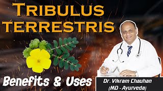 Tribulus terrestris Benefits and Uses [upl. by Ardel]