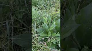 Comfrey Review garden plants [upl. by Fesoy142]