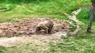 Elefant Tamo im Opel Zoo beim Schlammbad [upl. by Hairakcaz299]