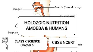 Holozoic Nutrition  Amoeba amp Human Being  Chapter 6  Class 10  Science  CBSE  NCERT [upl. by Sirac712]