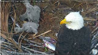 Connie and Clives treasures Window To Wildlife 2 Eaglets CE10 ampCE11 Captiva Florida Eagle PTZ Cam [upl. by Adon]