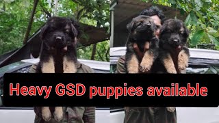 Heavy Sized Gsd puppies available  location Nagercoil  cont 7904731861  Transportation available [upl. by Akeryt969]