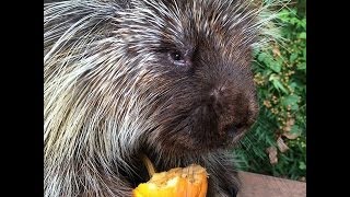 Teddy Bear the Talking Porcupine LOVES Pumpkin [upl. by Lenor]