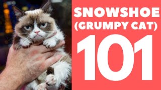 Snowshoe Cat 101  Breed amp Personality [upl. by Koran897]