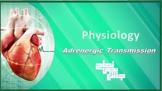 Adrenergic Transmission Physiology L8 [upl. by Notlek]