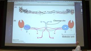 15 Kevin Aherns Biochemistry  Blood Clotting [upl. by Ennagrom]