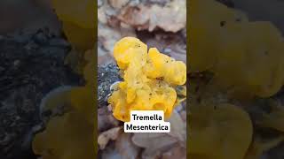 Tremella mesenterica shorts [upl. by Dunning]