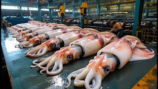 Fishermen Catch And Process Millions Of Giant Squid This Way [upl. by Elita969]