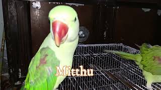 Hilarious Parrot Conversations FunnyParrot TalkingParrot MithuParrot ParrotComedy BirdTalks [upl. by Ellingston]