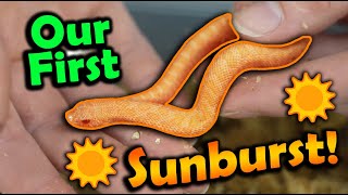 Baby Sunburst Hognoses Hatching [upl. by Elfstan917]