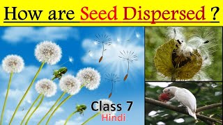 Dispersal of Seeds in Hindi 𝐒𝐞𝐞𝐝 𝐃𝐢𝐬𝐩𝐞𝐫𝐬𝐚𝐥  How Seeds are dispersed   Reproduction in Plants [upl. by Kerstin]