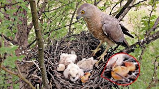 Bird is lying in the nest of Falcon birds AnimalsandBirds107 [upl. by Nimrak526]