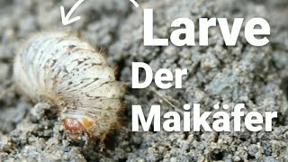 Engerlinge  die Larven der Maikäfer [upl. by Trebron683]