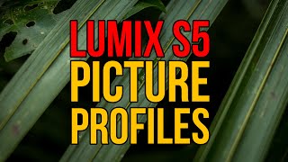 What Is The BEST Panasonic Lumix S5 PICTURE PROFILE For Photography [upl. by Anyt]