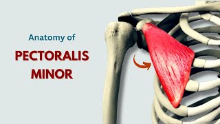 Anatomy  Pectoralis Minor Muscle  Muscles of Pectoral Region [upl. by Fromma]