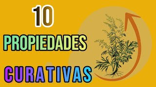 top 10 propiedades curativas de ajenjo  Compartiendo Salud [upl. by Redfield]