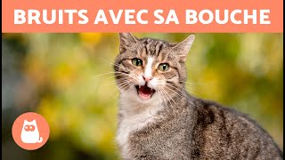 Mon CHAT fait des BRUITS ÉTRANGES avec sa GORGE 🐱 Questce qui lui arrive [upl. by Haye]