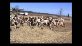 Herding Goats with Dogs  Blue the Border Collie [upl. by Ellerahc514]