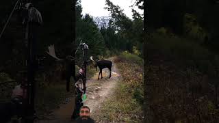 hunting archery elk bowhunting motivation [upl. by Matusow2]